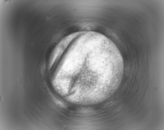 X0000068270314200605121853