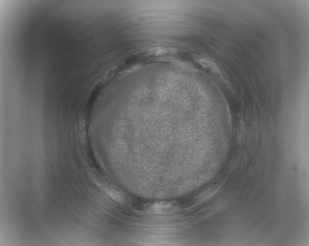 X0000068270366200605121852