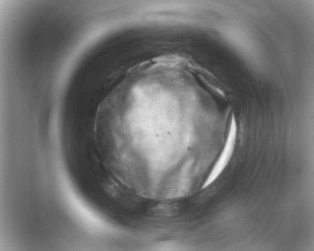 X0000068270383200605121852