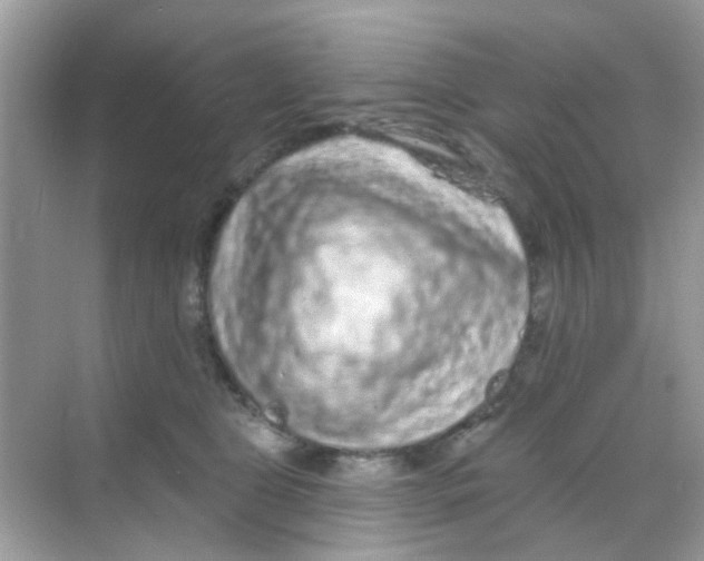 X0000068270469200605121850