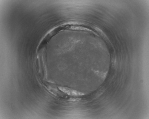 X0000068270484200605121850