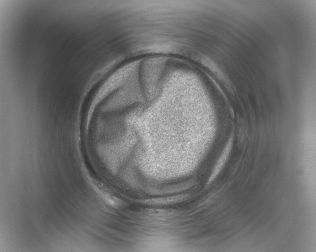 X0000068270486200605121850