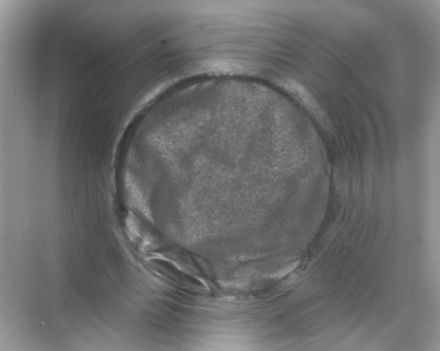 X0000068270488200605121850