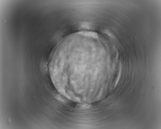 X0000068270621200605121848