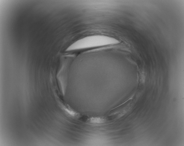 X0000068270766200605121846