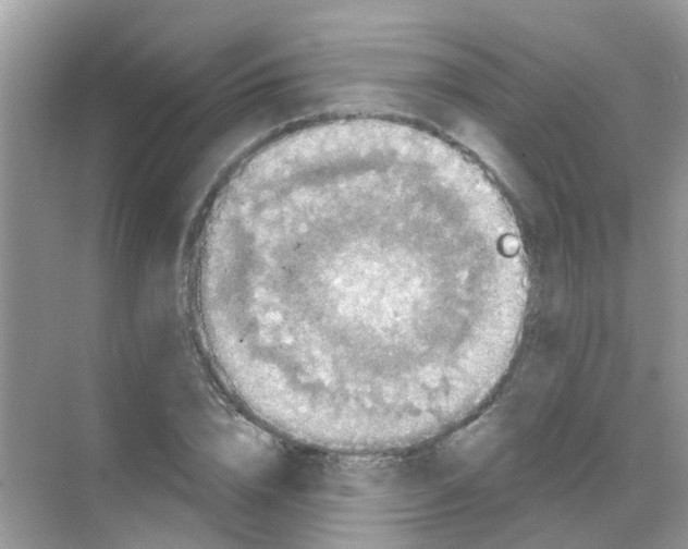 X0000068270832200605121844