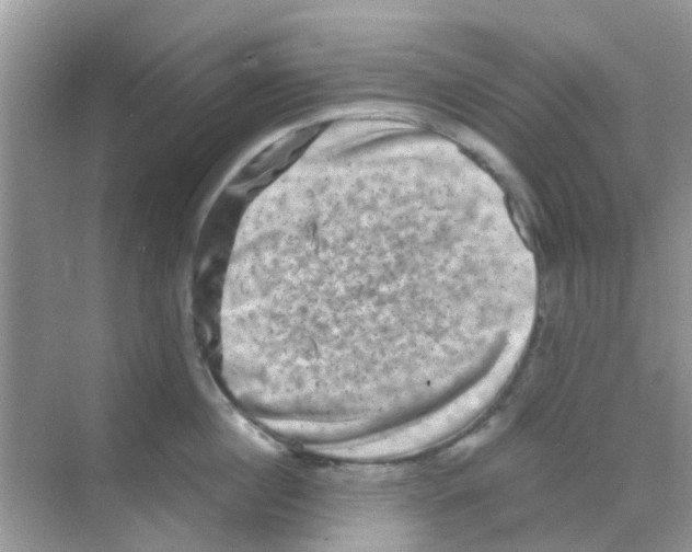 X0000068270860200605121844