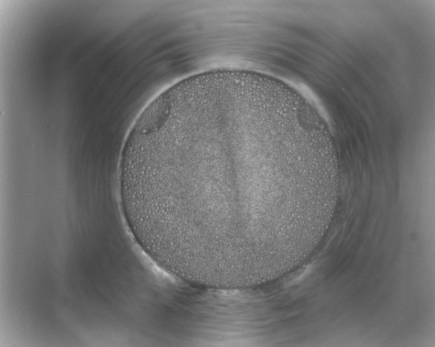 X0000068270903200605121843