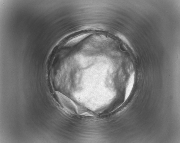 X0000068270923200605121842