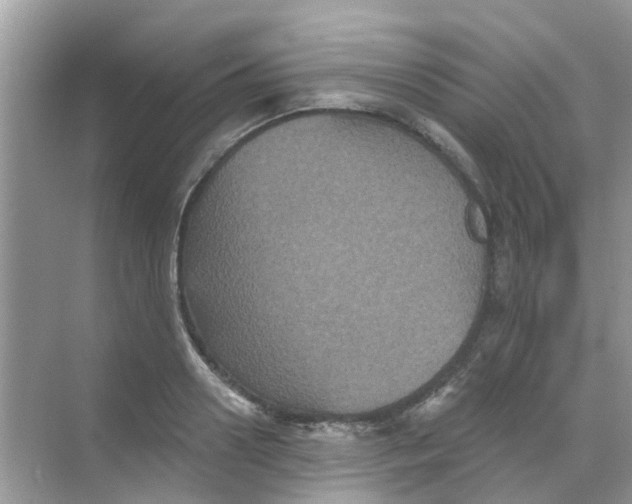 X0000068270938200605121842