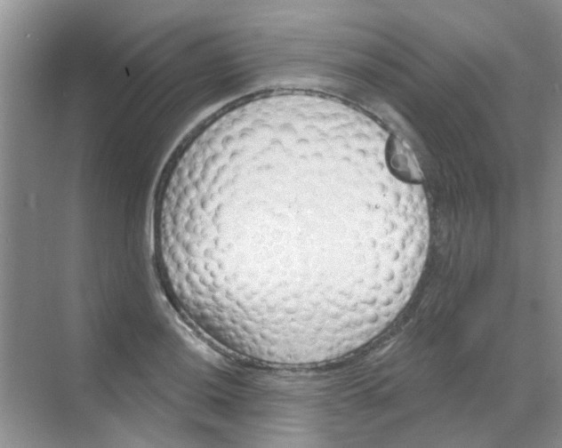 X0000068271036200605121841