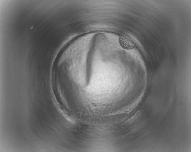 X0000068271043200605121841