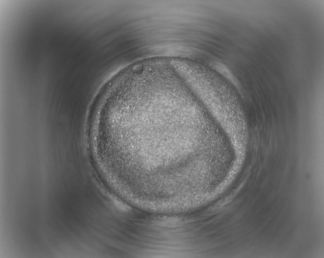 X0000068271071200605121840