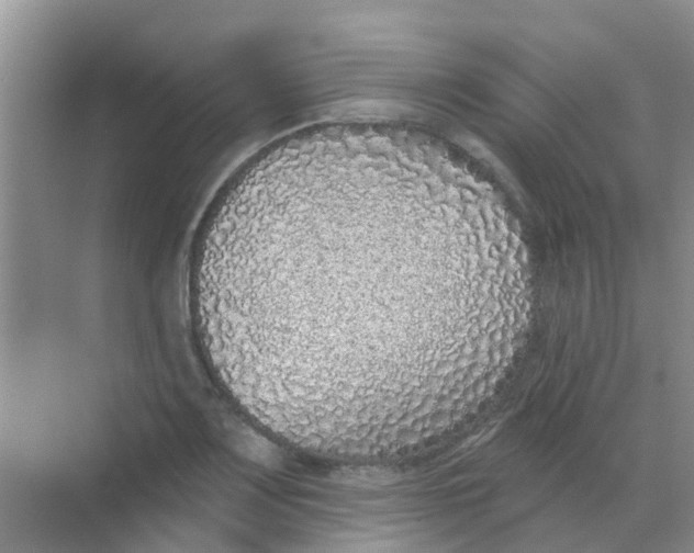 X0000068271083200605121840