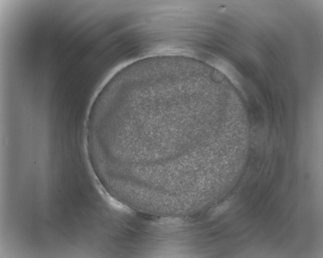 X0000068271094200605121840