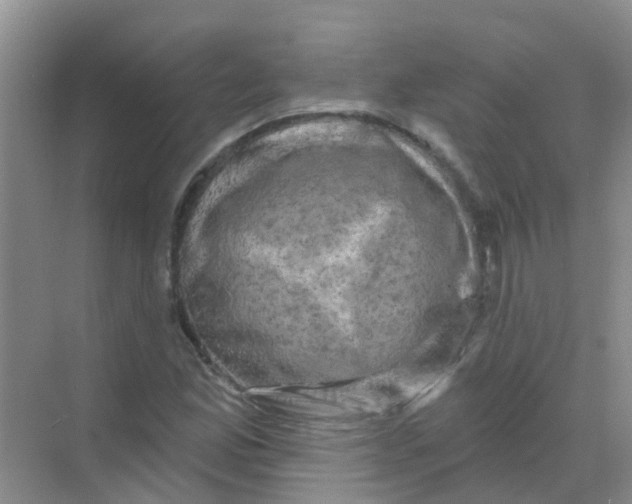 X0000068271165200605121838