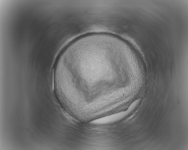 X0000068271175200605121838