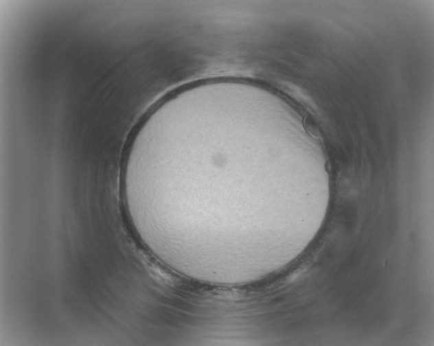 X0000068271220200605121837