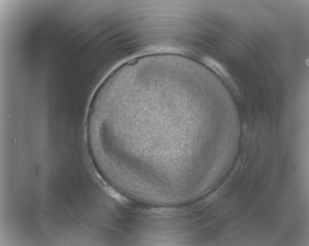 X0000068271236200605121838