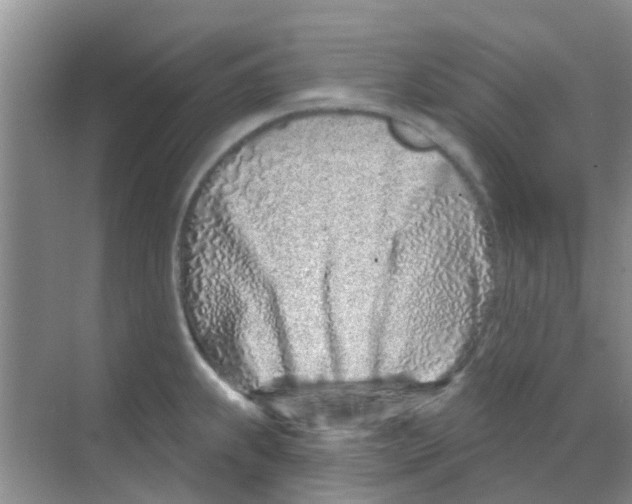 X0000068271239200605121838