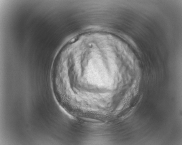 X0000068271247200605121838