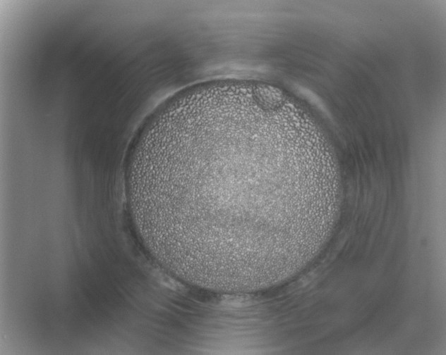 X0000068271267200605121837