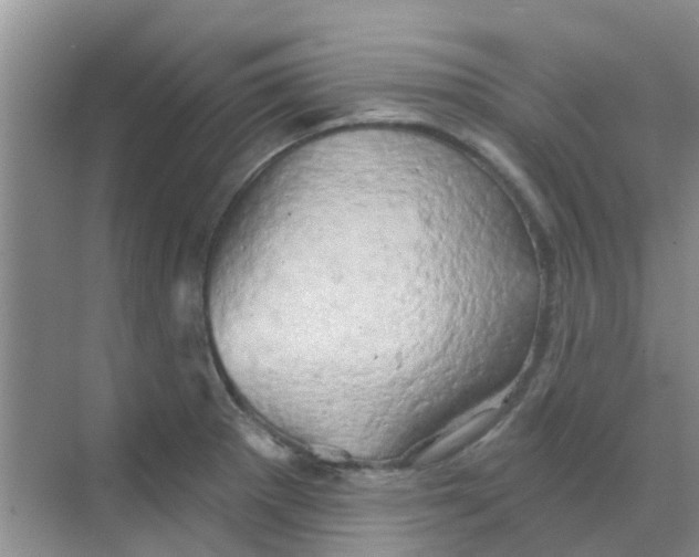 X0000068271281200605121836