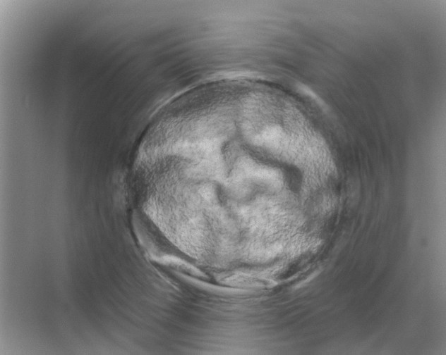 X0000068271361200605121835