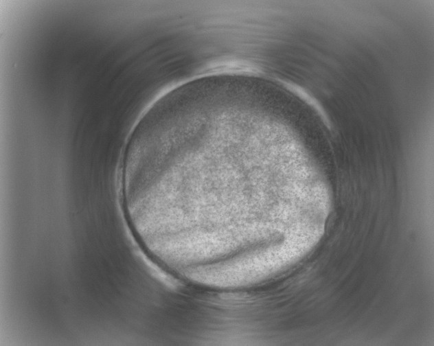 X0000068271383200605121835