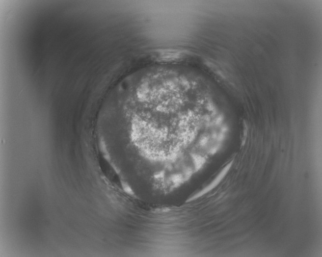 X0000068271441200605121834