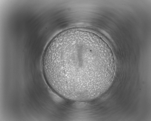 X0000068271474200605121833