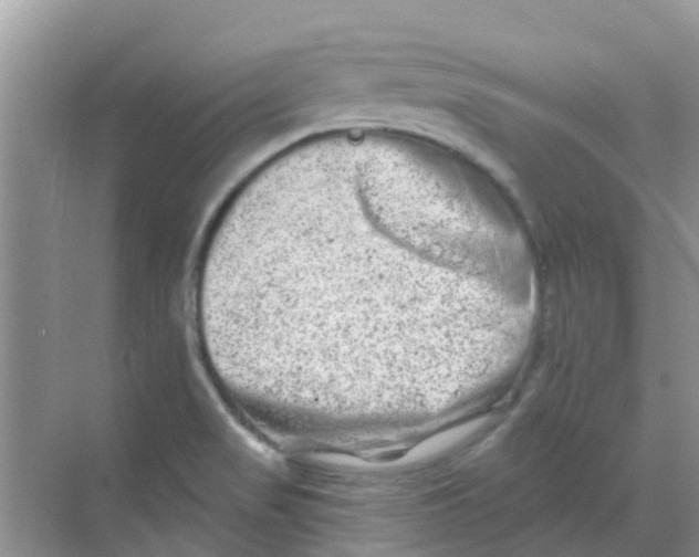 X0000068271517200605121833