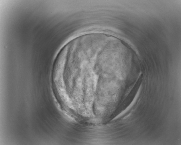 X0000068271530200605121833