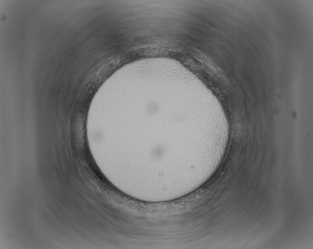 X0000068270022200605191839