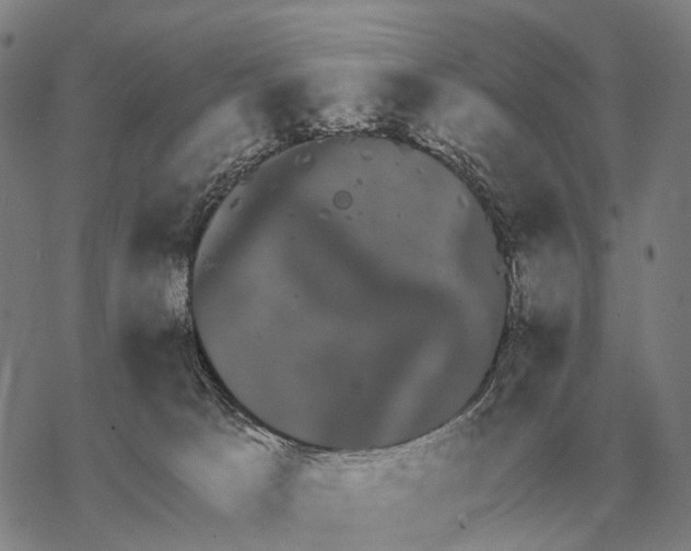 X0000068270033200605191839