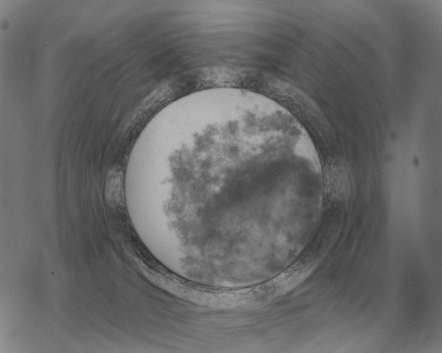 X0000068270036200605191839