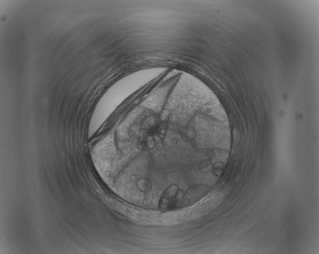 X0000068270048200605191839