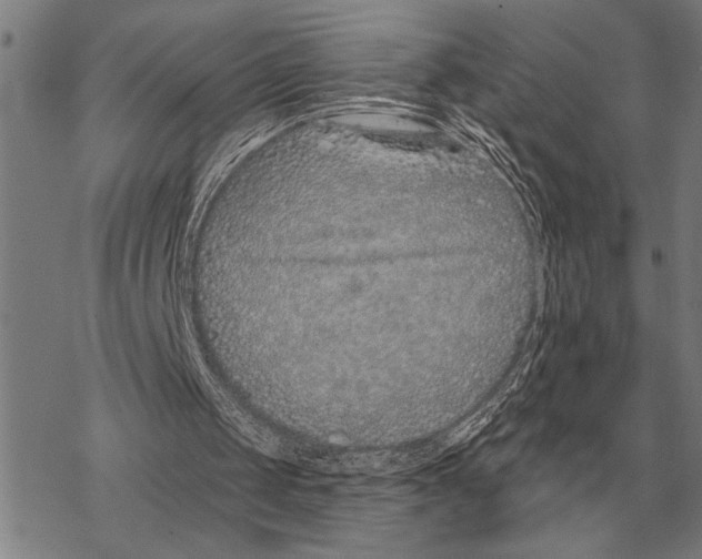 X0000068270049200605191838