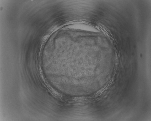 X0000068270145200605191836