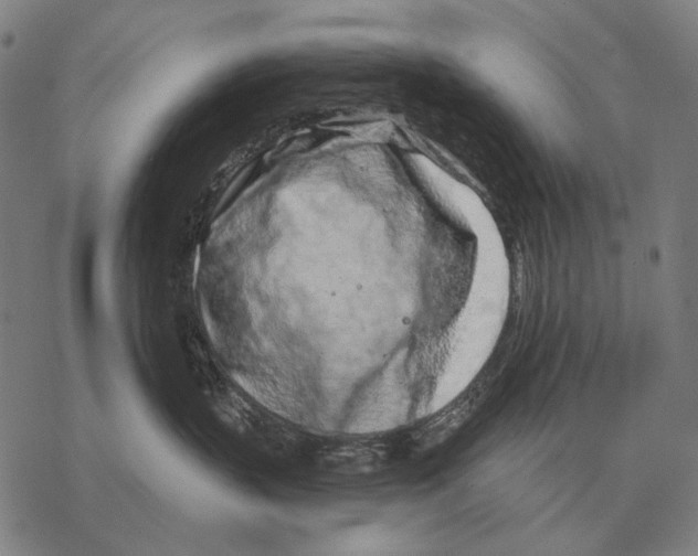 X0000068270383200605191834