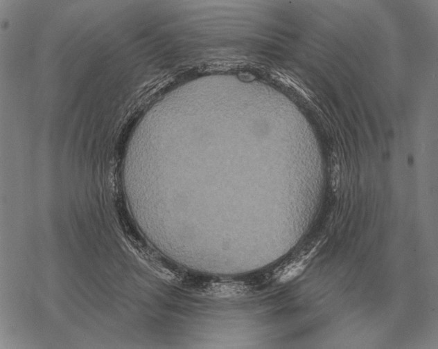 X0000068270455200605191832