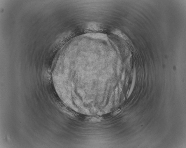 X0000068270621200605191829