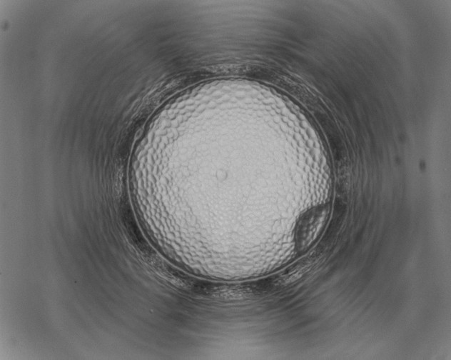 X0000068270652200605191829