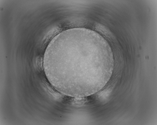 X0000068270672200605191829