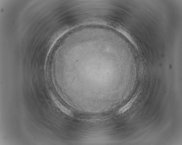 X0000068270832200605191826