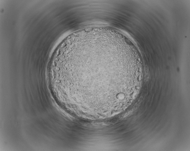 X0000068271243200605191820