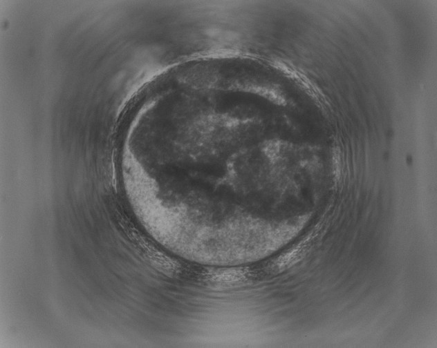 X0000068271262200605191819