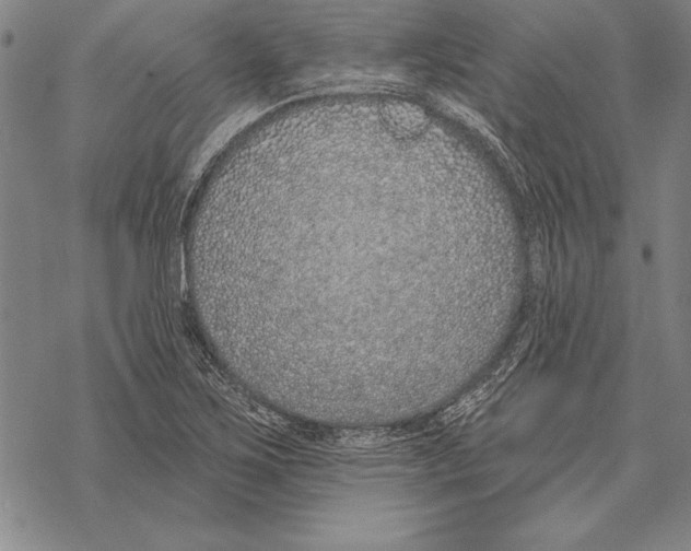 X0000068271267200605191819