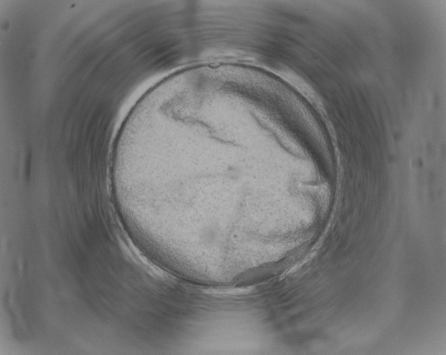 X0000068271296200605191818