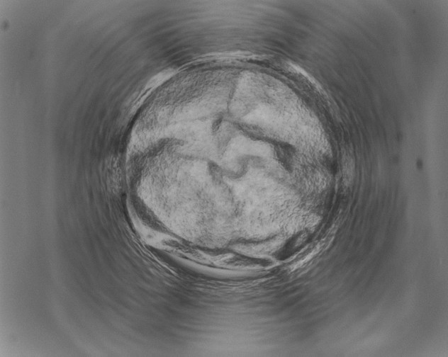 X0000068271361200605191817